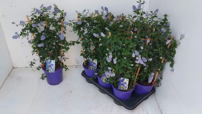 <h4>CEAN TH REPENS</h4>