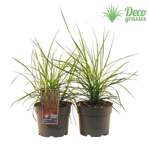 Miscanthus sinensis 'Ruby Cute'®