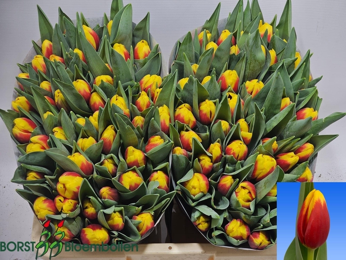 <h4>TU EN ALOHA</h4>