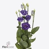 Lisianthus do rosita blue
