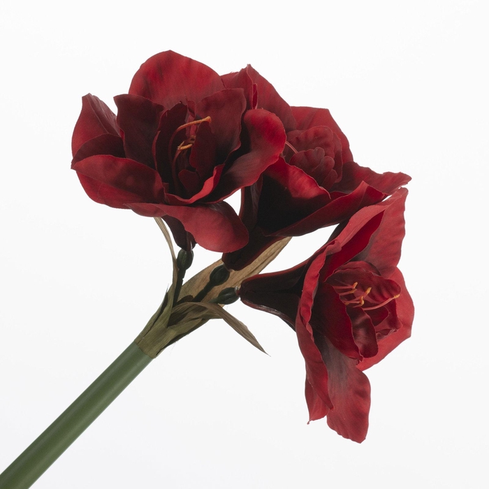 <h4>Amaryllis Red FL440389RED</h4>