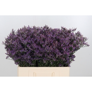 Lim Piuma Dark Blue