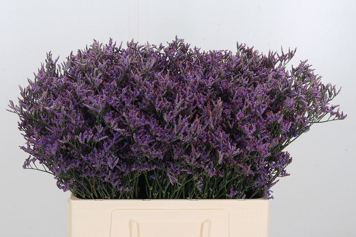 <h4>Lim Piuma Dark Blue</h4>