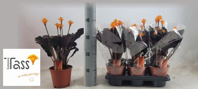 <h4>CALAT CROCATA</h4>