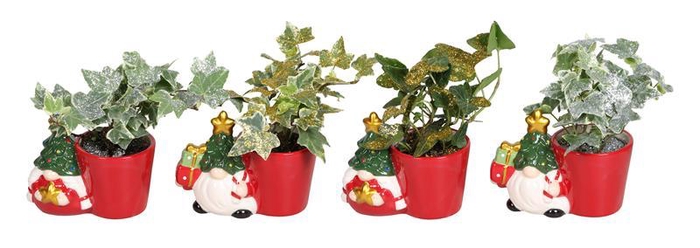 <h4>HEDERA HELIX</h4>