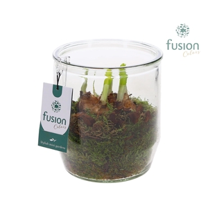 Glazen pot rond met Narcis