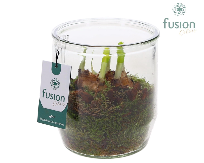 <h4>Glazen pot rond met Narcis</h4>