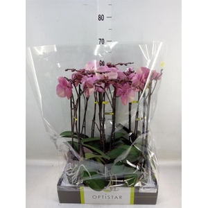 Phalaenopsis   ...rose