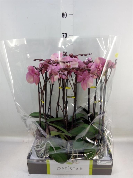 <h4>Phalaenopsis ...rose</h4>