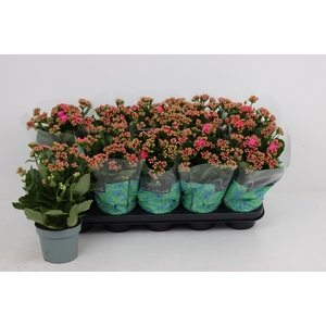 KAL GE PERFECTA PURP