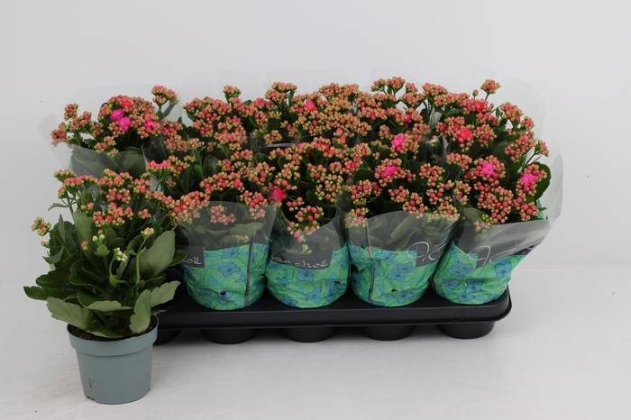 <h4>KAL GE PERFECTA PURP</h4>