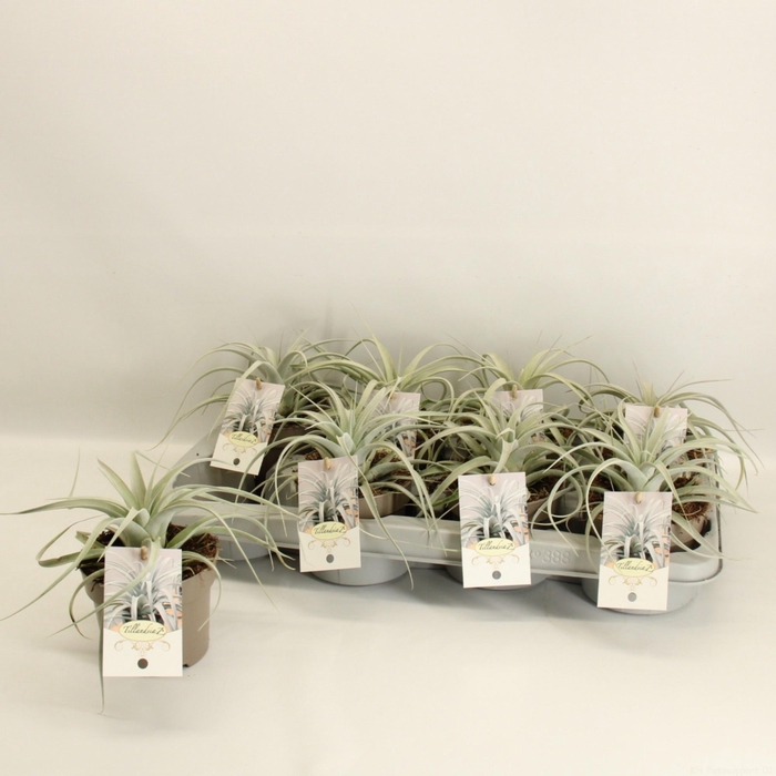<h4>TILLANDSIA XEROGRAPH</h4>