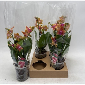 PHAL OV ORANJE