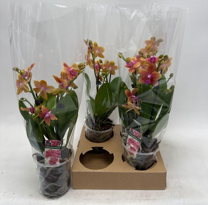 <h4>PHAL OV ORANJE</h4>