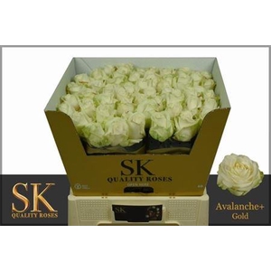 R Gr Avalanche+ Sk Gold