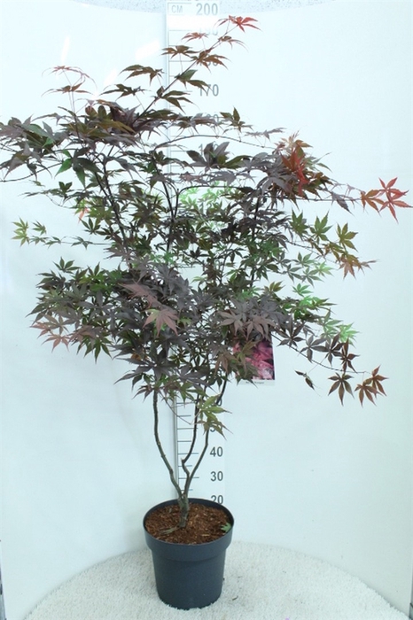 <h4>Acer palmatum 'Bloodgood'</h4>