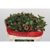 Hypericum Mellow Romance Spray