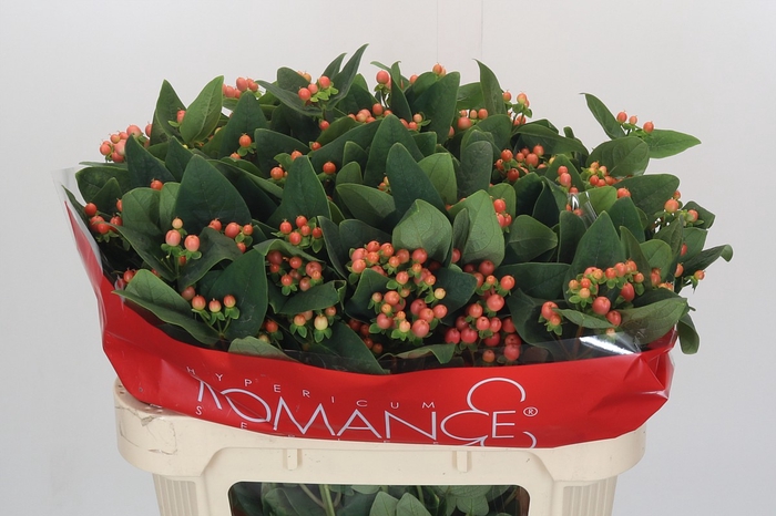 Hypericum Mellow Romance Spray