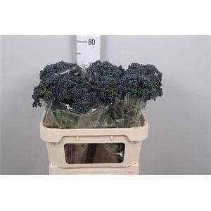 Viburnum Inge