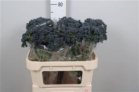 <h4>Viburnum Inge</h4>