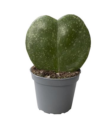 Hoya Kerrii Splash 6Ø 14cm