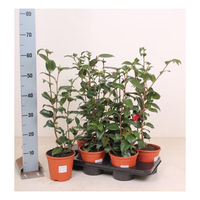 <h4>CAME JAPONICA</h4>