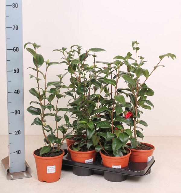 <h4>CAME JAPONICA</h4>