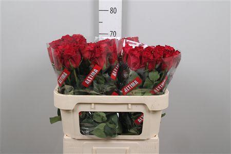 <h4>R Gr Madam Red</h4>