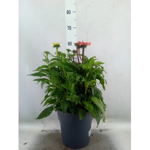 Echinacea   ...