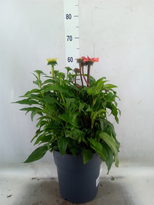 <h4>Echinacea   ...</h4>