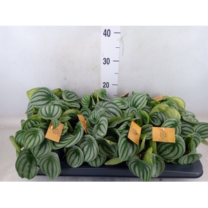 Peperomia argyreia