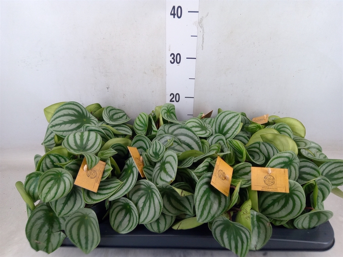 <h4>Peperomia argyreia</h4>