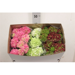 Hydrangea Mophead Mix 5+ ? Hy-pe