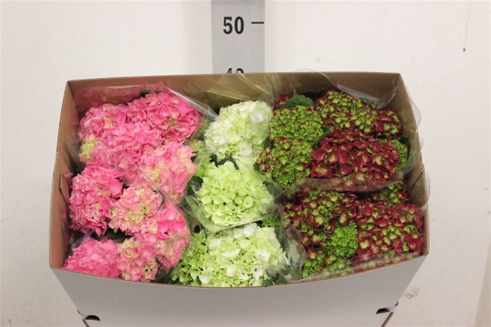 <h4>Hydrangea Mophead Mix 5+ ? Hy-pe</h4>