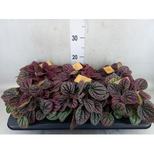 Peperomia