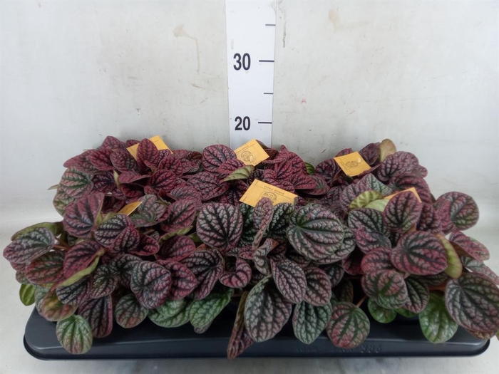 <h4>Peperomia</h4>