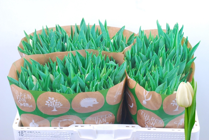 <h4>TU EN UPDATE</h4>