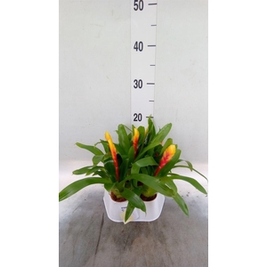 Vriesea  'El Dorado'