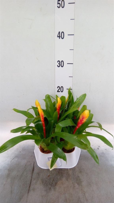 <h4>Vriesea  'El Dorado'</h4>