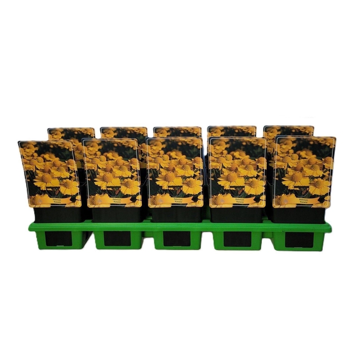 <h4>Helenium   ...</h4>