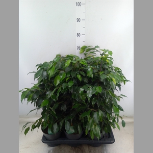 Ficus benja. 'Danielle'