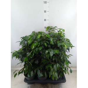 Ficus benja. 'Danielle'