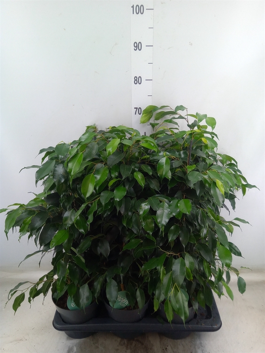<h4>Ficus benja. 'Danielle'</h4>