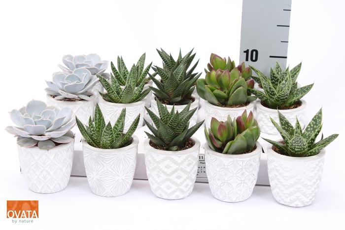 <h4>SUCC GEM 5 SRT</h4>