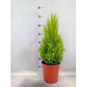 Cupressus macro. 'Goldcrest Wilma'