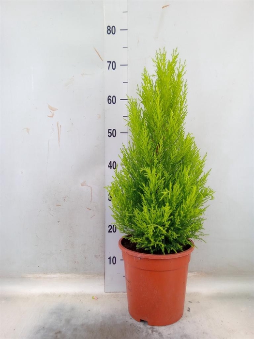 <h4>Cupressus macro. 'Goldcrest Wilma'</h4>