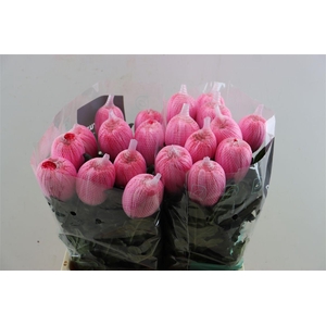 Chr G Kbh Antonov Hot Pink