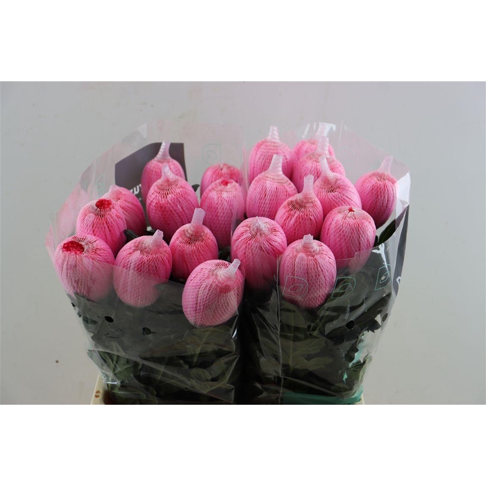 <h4>Chr G Kbh Antonov Hot Pink</h4>