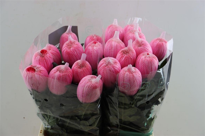 <h4>Chr G Kbh Antonov Hot Pink</h4>