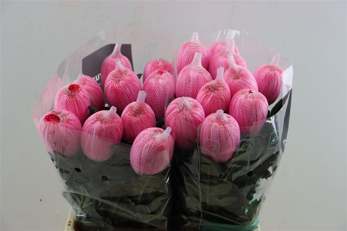 <h4>Chr G Kbh Antonov Hot Pink</h4>